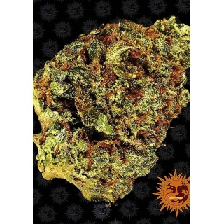 WATERMELON ZKITTLEZ AUTO