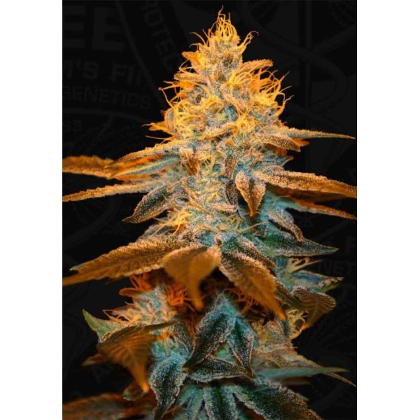 STRAWBERRY GLUE