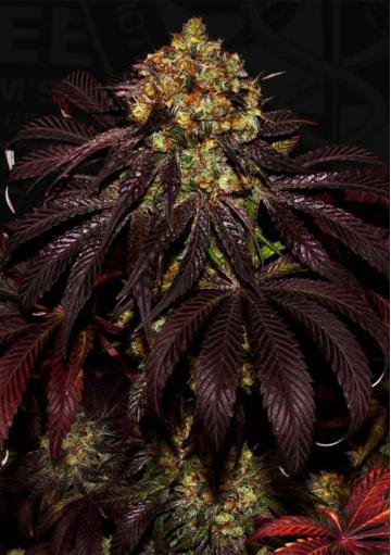 STRACCIATELLA DO-SI-DOS X SBC