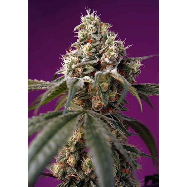 BRUCE BANNER AUTO