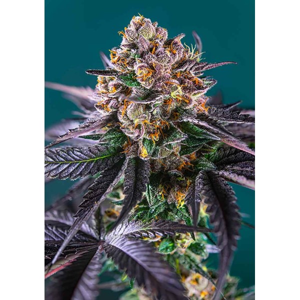 RED STRAWBERRY BANANA AUTO