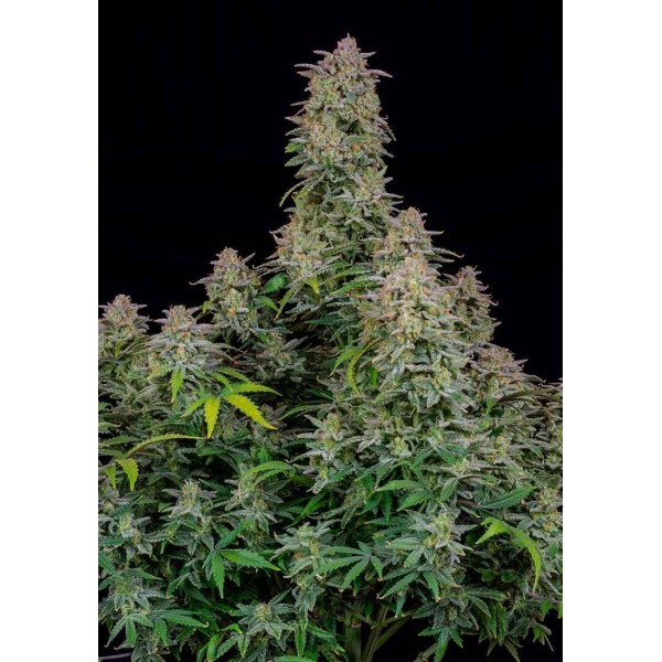 FORBIDDEN RUNTZ AUTO