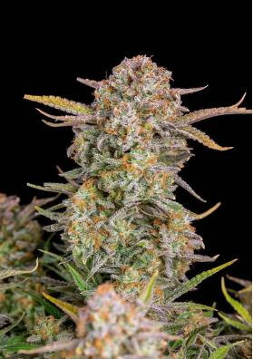 BRUCE BANNER AUTO