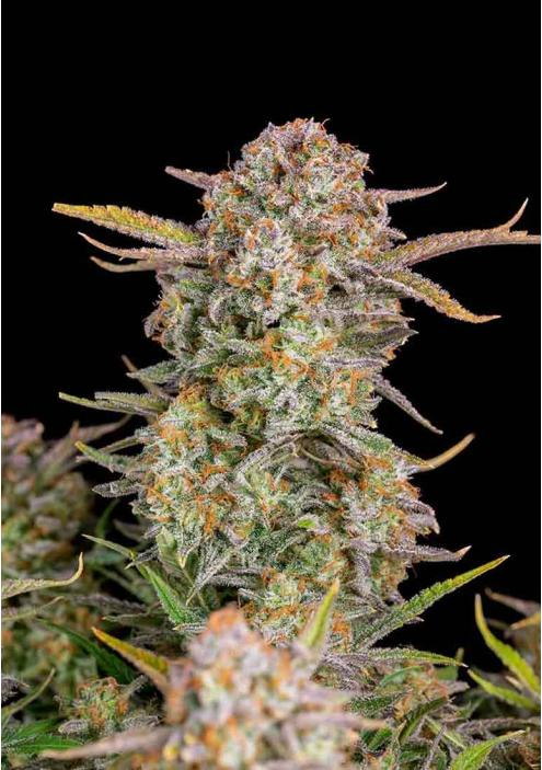 BRUCE BANNER AUTO