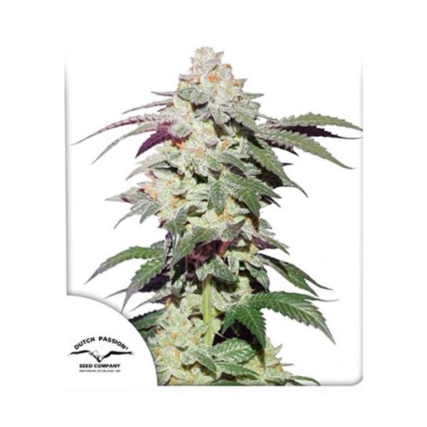 SKYWALKER HAZE