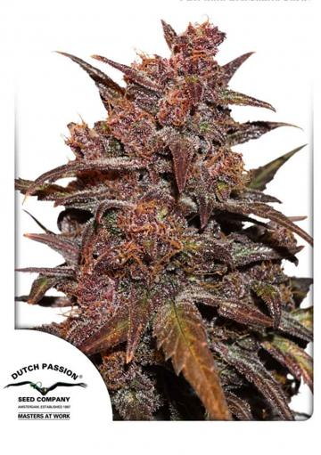 CBD AUTO BLACKBERRY KUSH