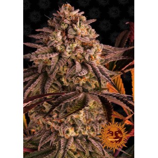 BLUE SUNSET SHERBERT