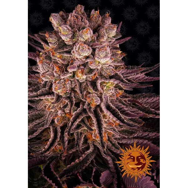 MIMOSA X ORANGE PUNCH