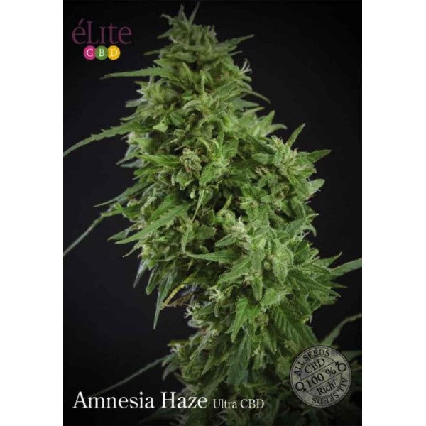 AMNESIA HAZE ULTRA CBD