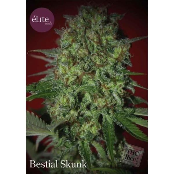 BESTIAL SKUNK