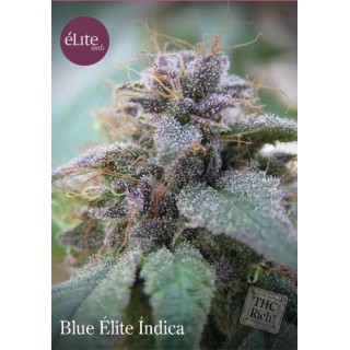 BLUE ELITE INDICA