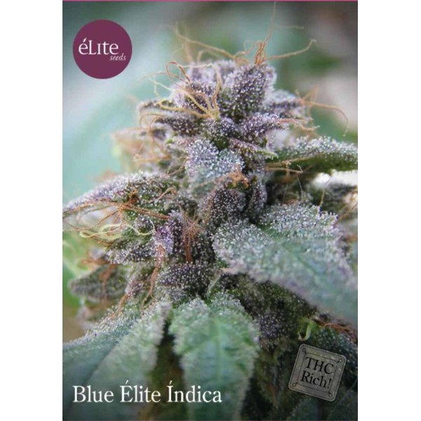 BLUE ELITE INDICA