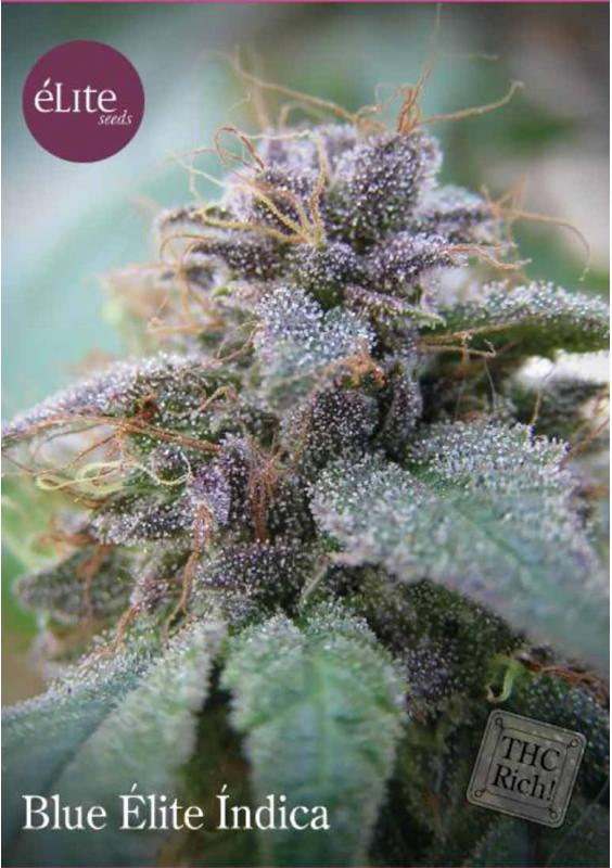 BLUE ELITE INDICA