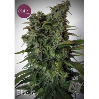 ELITE 47