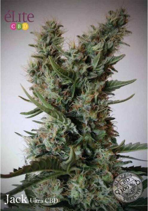 JACK ULTRA CBD