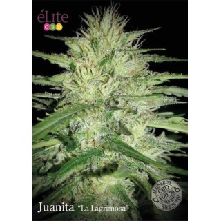 JUANITA LA LAGRIMOSA