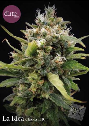 LA RICA CLÁSICA THC