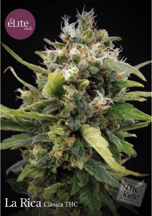 LA RICA CLÁSICA THC