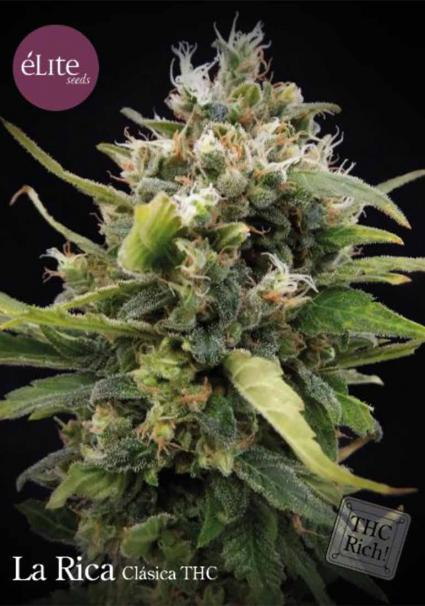 LA RICA CLÁSICA THC