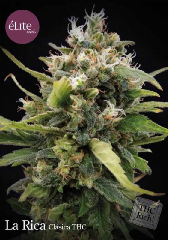 LA RICA CLÁSICA THC