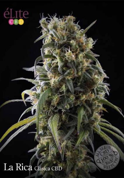 LA RICA CLÁSICA CBD