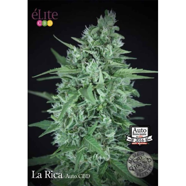 LA RICA AUTO CBD