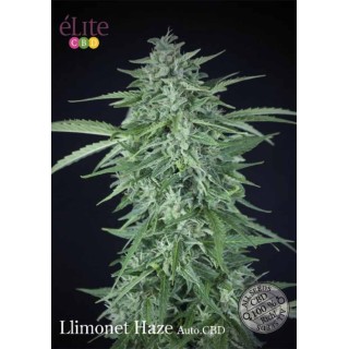 LLIMONET HAZE AUTOFLORECIENTE CBD