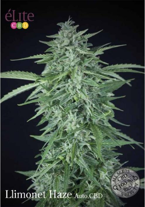 LLIMONET HAZE AUTOFLORECIENTE CBD