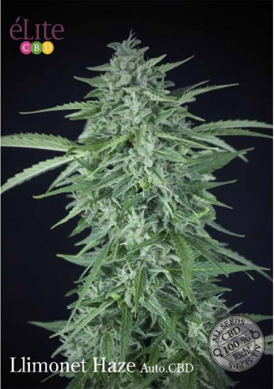 LLIMONET HAZE AUTOFLORECIENTE CBD