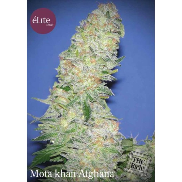 MOTA KHAN AFGHANA