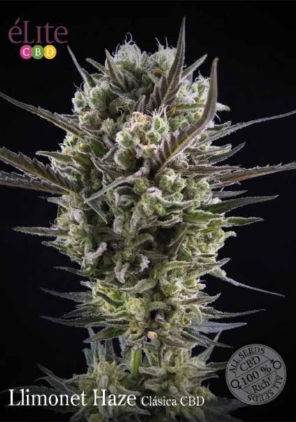 LLIMONET HAZE CLÁSCIA CBD