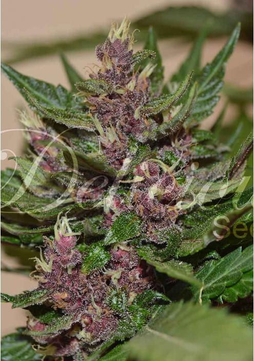 AUTO DARK PURPLE