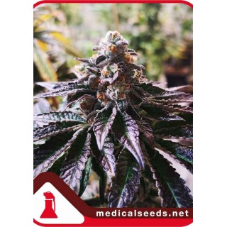 COOKIES PURPLE PUNCH