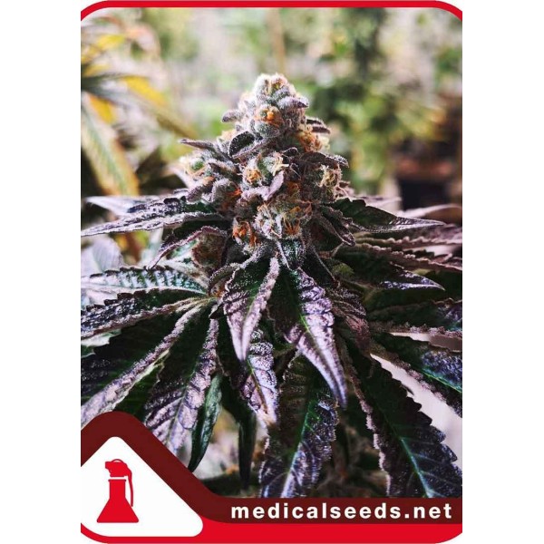 COOKIES PURPLE PUNCH