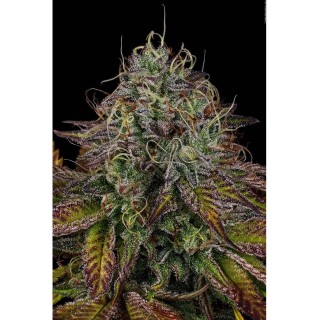 Comprar Apricot Candy barata da Paradise Seeds| Apricot Candy Feminizada