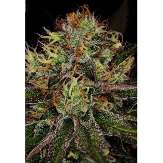 Comprar Chocolate Wafflez da Paradise Seeds | Chocolate Wafflez barata