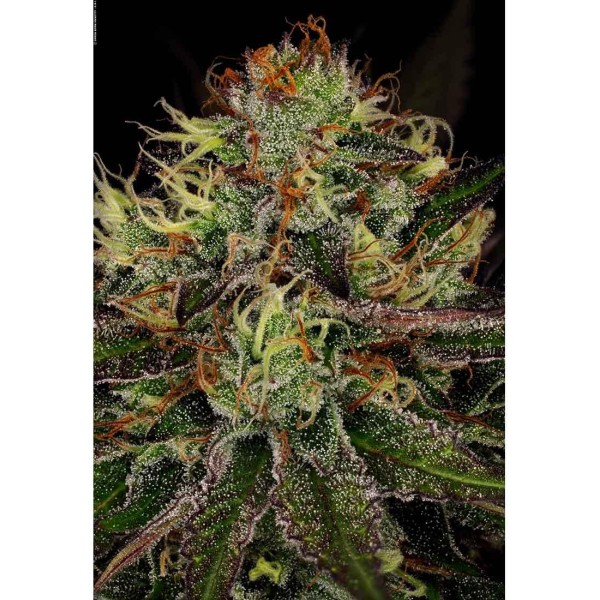 Comprar Chocolate Wafflez da Paradise Seeds | Chocolate Wafflez barata