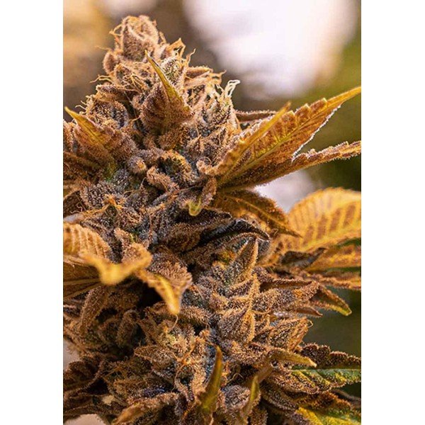 ALIEN CANDY KUSH FAST