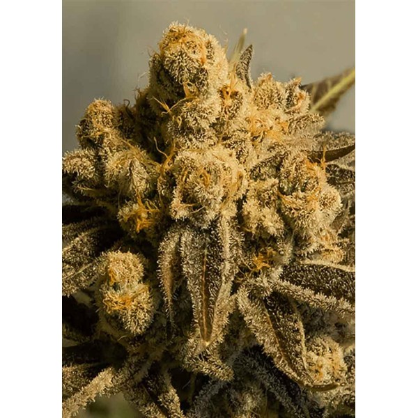 AUTO CRITICAL GLUE 4