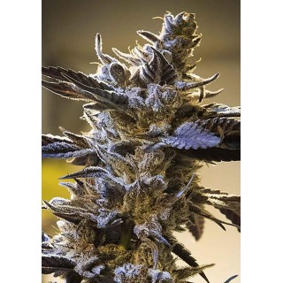 AUTO GHOST TRAIN OG