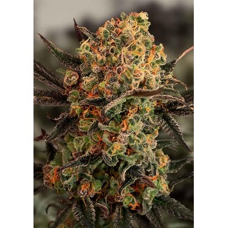 AUTO GORILLA COOKIES