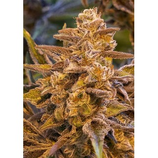 AUTO HIGH VOLTAGE