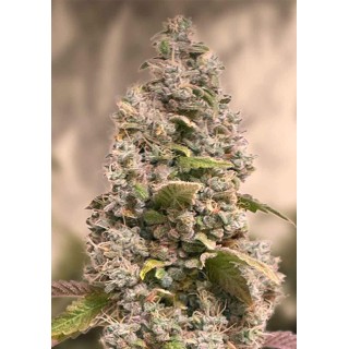 GORILLA COOKIES FAST