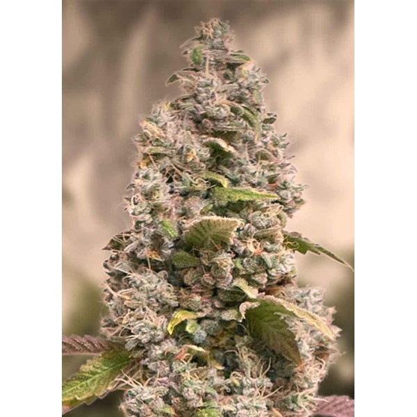 GORILLA COOKIES FAST