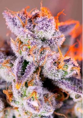 AUTO TROPICANNA POISON XL