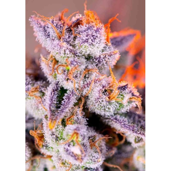 AUTO TROPICANNA POISON XL