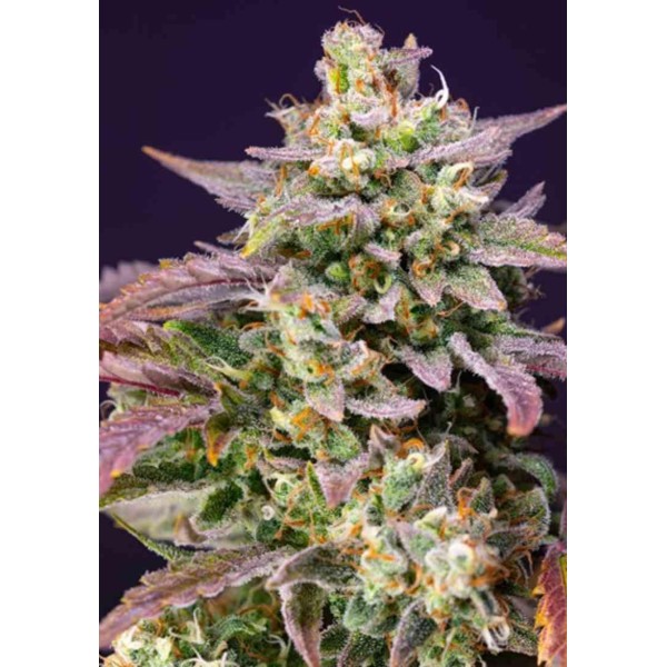 AUTO PURPLE PUNCH OG XL