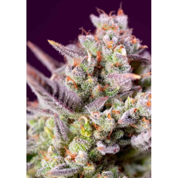 AUTO SWEET ZENZATION XL