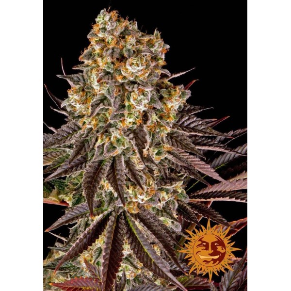 Comprar Gelato #45 da Barney's Farm | Sementes Gelato #45 Baratas