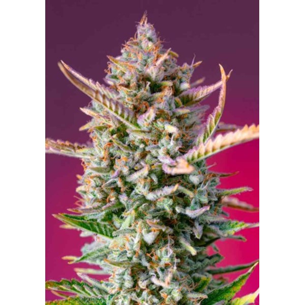 GORILLA SHERBET FAST VERSION